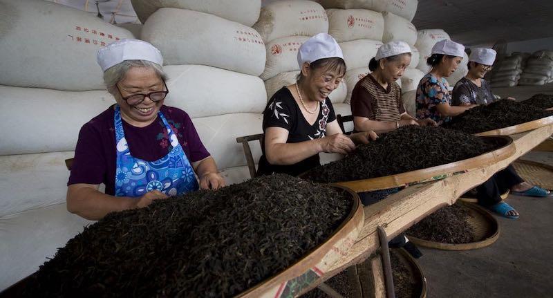 万里长城千年茶路 生命之茶“饮”领健康安化黑茶历史文化推介会在长城脚下举行