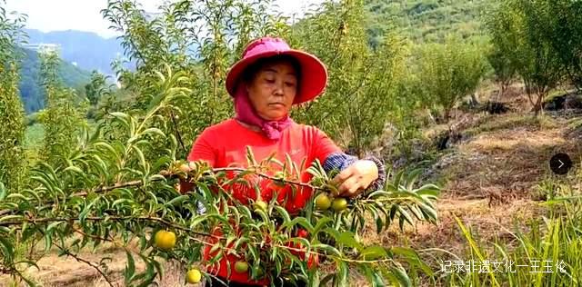 贵州金沙：600亩蜂糖李种植基地产值达40余万元